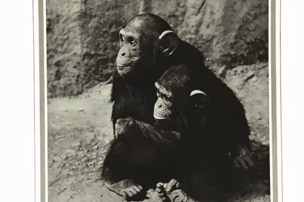 Agfa Isopan ( Chimpanzés  ) vers 1950 - Agfa Isopan ( Chimpanzés  ) vers 1950