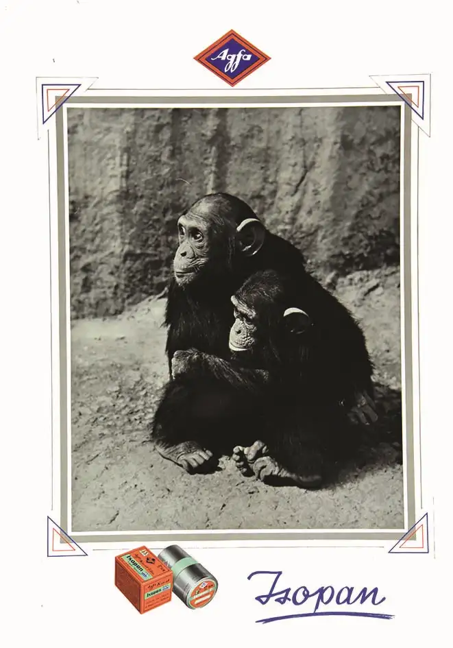 Agfa Isopan ( Chimpanzés  ) vers 1950 - Agfa Isopan ( Chimpanzés  ) vers 1950