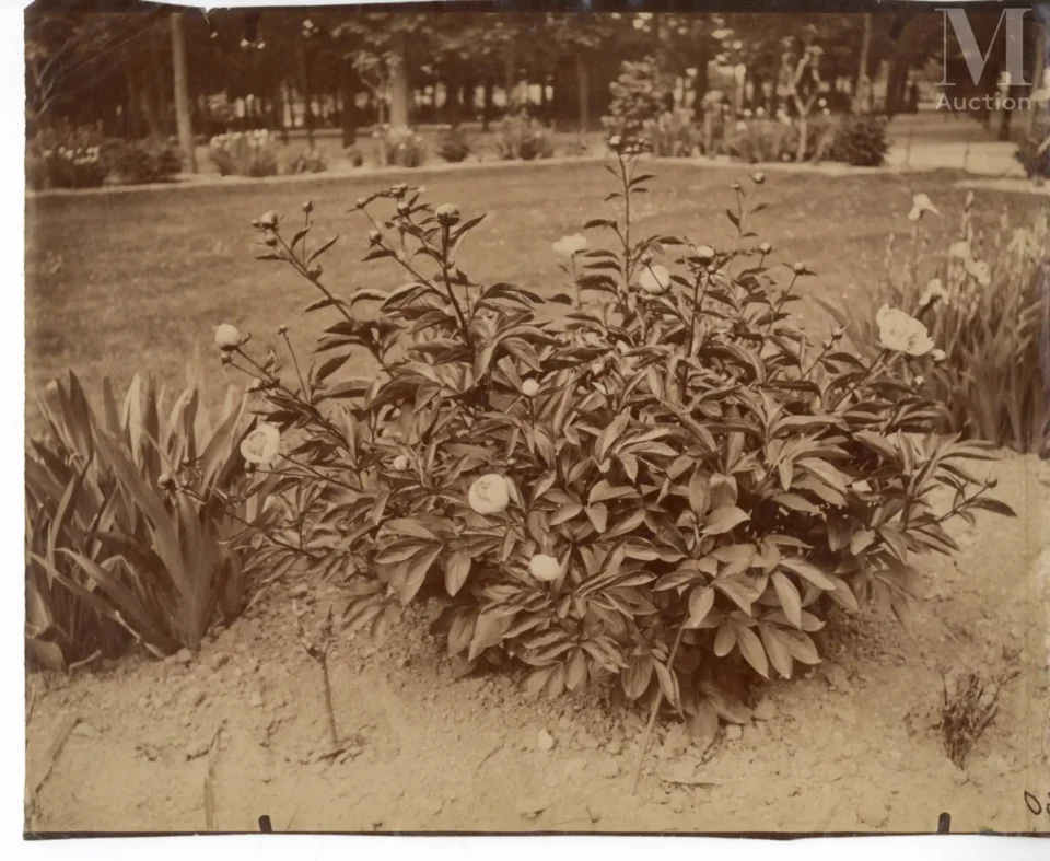 Eugène ATGET (1857-1927) - Eugène ATGET (1857-1927)